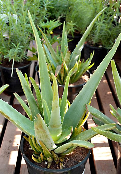 Aloe Plant 的图像结果
