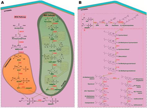 Phytosterols in Seaweeds: An Overview on Biosynthesis to Biomedical ...