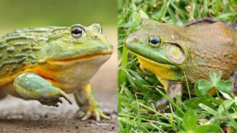 Image result for African Bullfrog vs Python