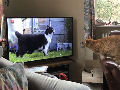Do Cats Like Watching Tv at Martha Holt blog