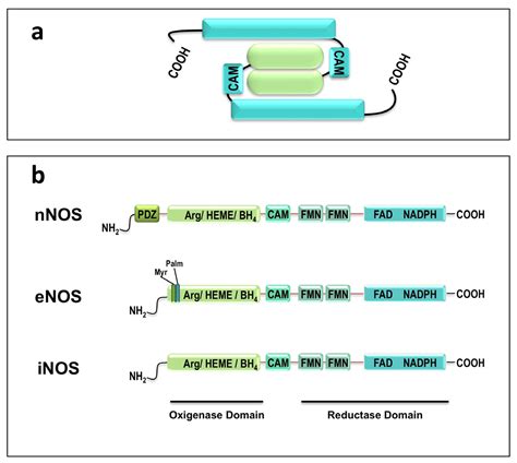 Nitric Oxide in Skeletal Muscle: Role on Mitochondrial Biogenesis and ...