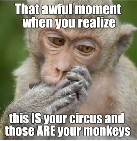 15 hilarious monkey memes to brighten your day – Artofit