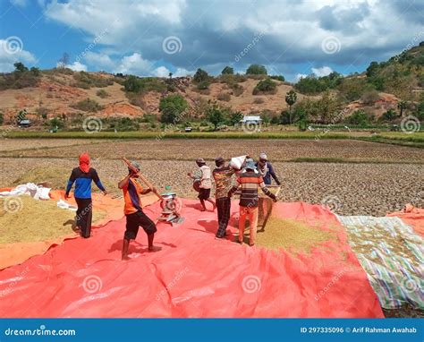 Indonesian Male Farmers during the Process of Milling the Paddy Rice ...