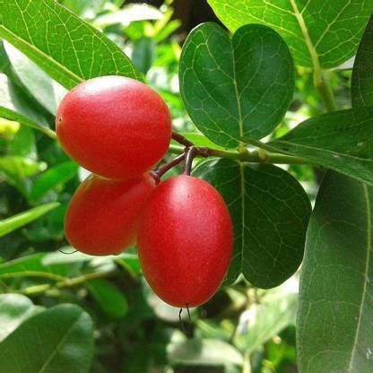 Cloud Farm Karonda Plant Price in India - Buy Cloud Farm Karonda Plant ...