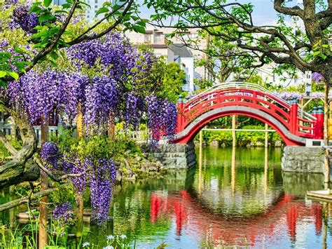 Where To See Wisteria In Tokyo