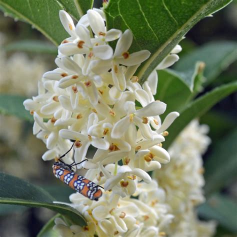 What Does Osmanthus Flower Smell Like at Fernando Ward blog
