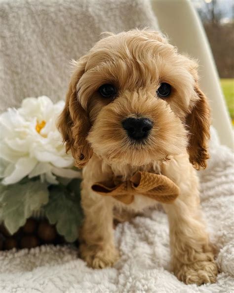 Image result for Teacup Cockapoo