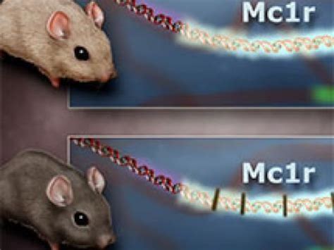 Image result for Pocket Mouse Evolution