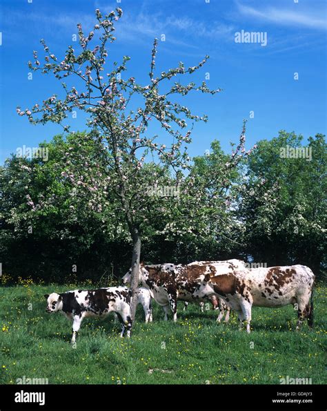 NORMANDY CATTLE, COWS WITH CALF UNDER APPLE TREE, NORMANDY Stock Photo ...