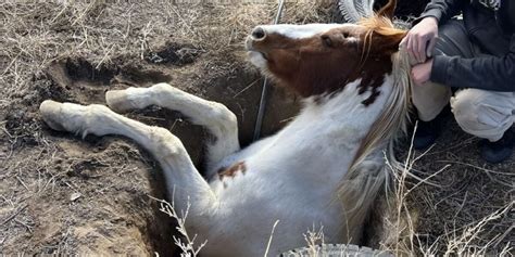 Horse pulled from frigid waters after falling into collapsed septic tank