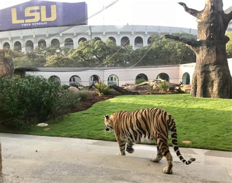 Meet Louisiana State University’s Mike the Tiger – Garden & Gun