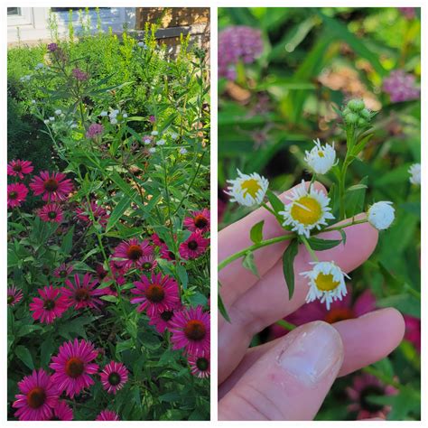 Tall weed with tiny daisy-like flowers growing in the middle of my ...