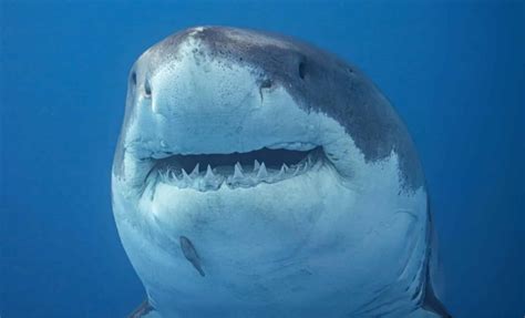 Why You’ll Never See Great White Sharks in Aquariums – It’s Not What You Think!