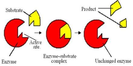 Enzyme Activity Process 的图像结果