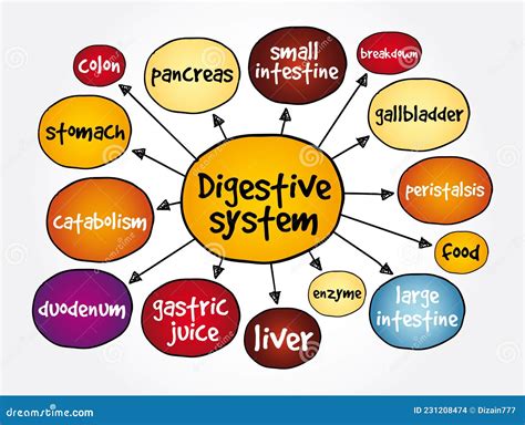 Biology Corner Digestive System Concept Map at Janice Bowen blog