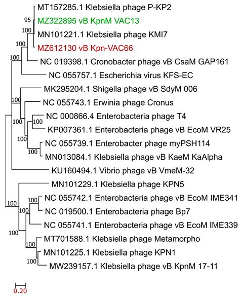 Phenotypic and Genomic Comparison of Klebsiella pneumoniae Lytic Phages ...