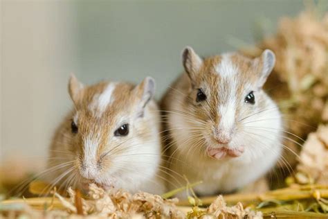 Gerbil Behaviour | Training Your Gerbils | Burgess Pet Care