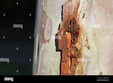 Image result for Exploding SAP Tree