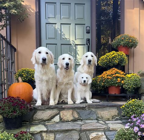 Alpine Sky Goldens — Family-owned breeder in Raleigh NC has English ...