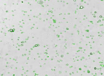 Surface Marker & Intracellular Protein Detection Methods | Revvity