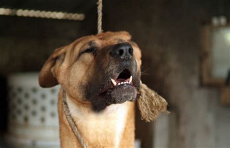 A Pregnant Stray Dog Was Thrashed, Hung From A Tree And Blinded Using ...