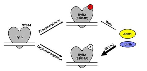 Phosphorylation-Dependent Interactome of Ryanodine Receptor Type 2 in ...