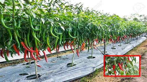 Chili Cultivation : మిరప సాగులో కలుపు యాజమాన్య పద్దతులు! | Weed Control ...