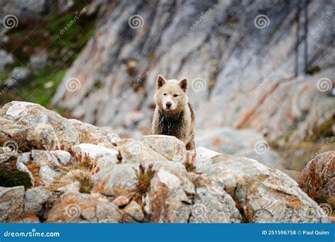 Huskies In Greenland