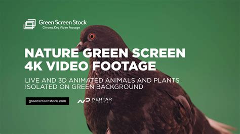 Green screen Footage 的图像结果