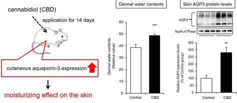 Cannabidiol Application Increases Cutaneous Aquaporin-3 and Exerts a ...