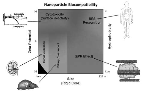 Image result for Nanoparticles Biocompatibility