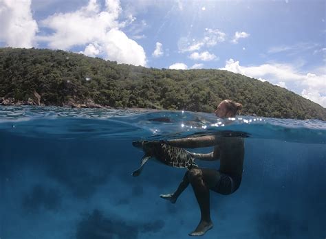 Box Turtle Predators 的图像结果