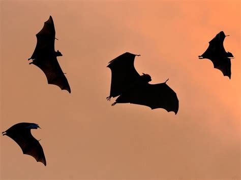 इन जीवों के पास हैं पंख, उड़ने का भी जानते हैं हुनर, पर नहीं हैं पक्षी ...