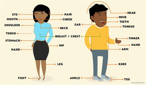 El cuerpo humano es algo fascinante, está conformado por diferentes ...