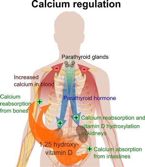 Download This Illustrates Calcium Regulation In Our Bodies - Happens If You Have Too Much ...