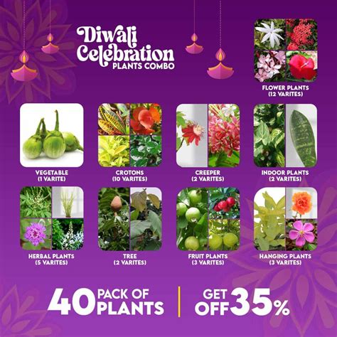 Diwali Celebration Plants Combo – Santhi Online Plants