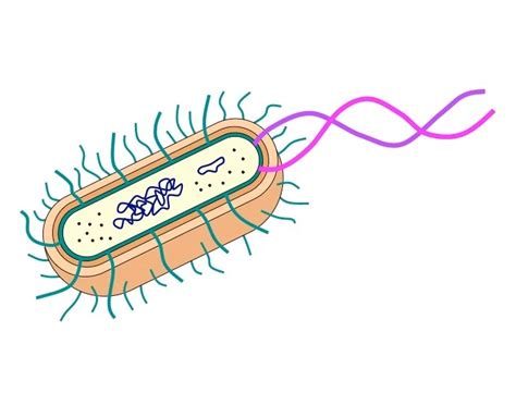 Image result for Prokaryote Structure