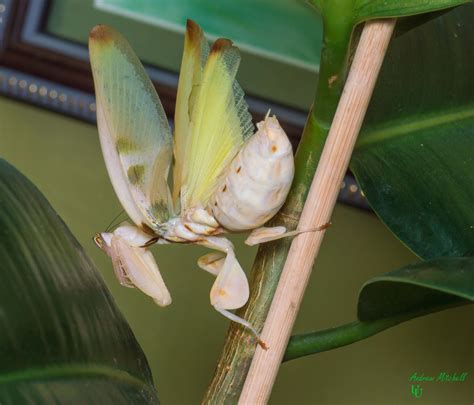 Orchid Praying Mantis Pet