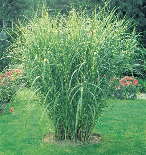 14 tall ornamental grasses and grass like plants for privacy – Artofit