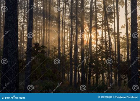 日出在杉木森林里太阳的光芒在发光通过树分支的早晨在阴霾的 库存图片 - 图片 包括有 光芒, 蠢材: 152262899