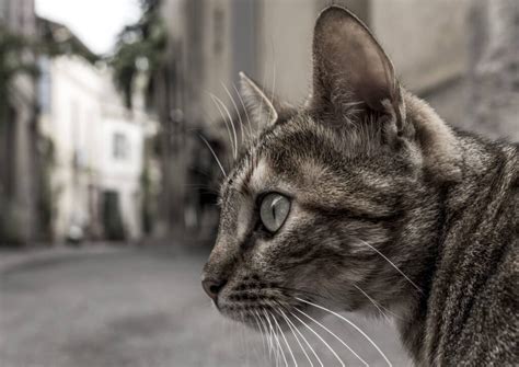 Cat Body Language 的图像结果