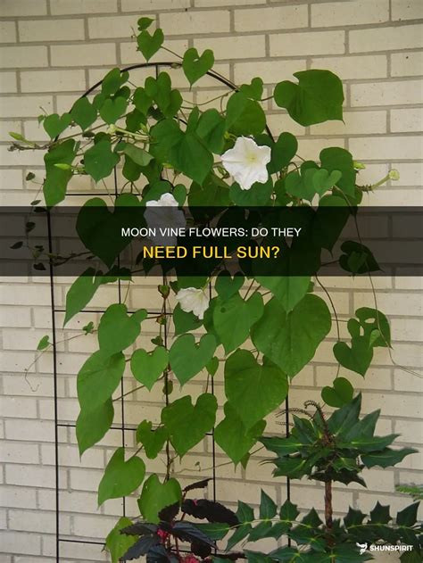 Moon Vine Flowers: Do They Need Full Sun? | ShunSpirit
