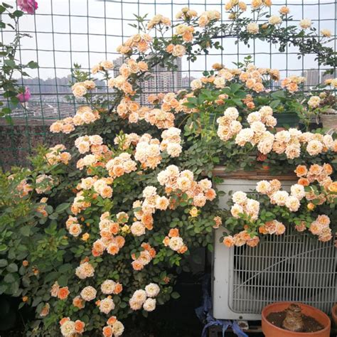 Rose " Peach Climber " Exotic 20 Flower Seeds – M-Tech Gardens