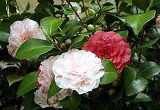 fiori di bacco dama di bacco la camelia toscana verso i 150 anni dell fiori di bacco dama di bacco la camelia toscana verso i 150 anni dell