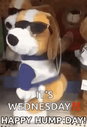 Wednesday Morning Funny GIFs | GIFDB.com