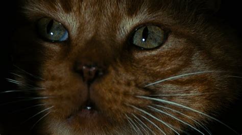 Image result for Alien Scenes