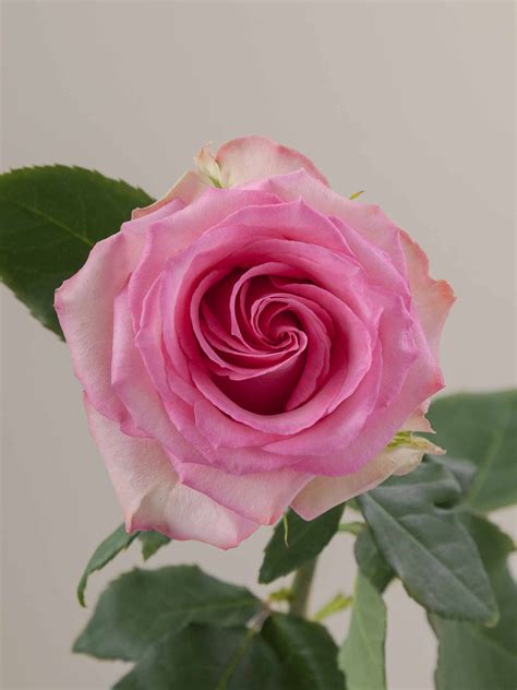 Rosaprima | Sweet Unique