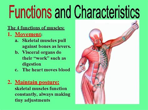 Image result for Functions of Muscles