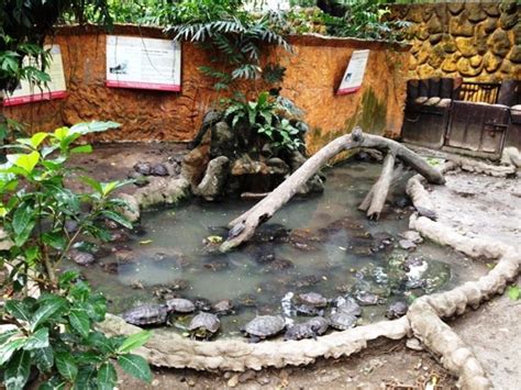 Manila Zoo, makati, Philippines - Top Attractions, Things to Do ...
