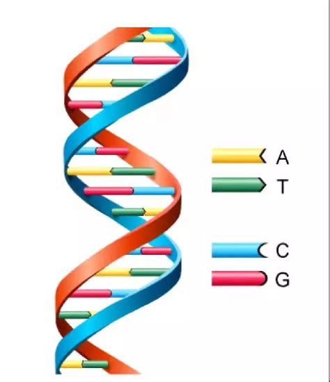 DNA分子图摄影高清图片 - 爱图网